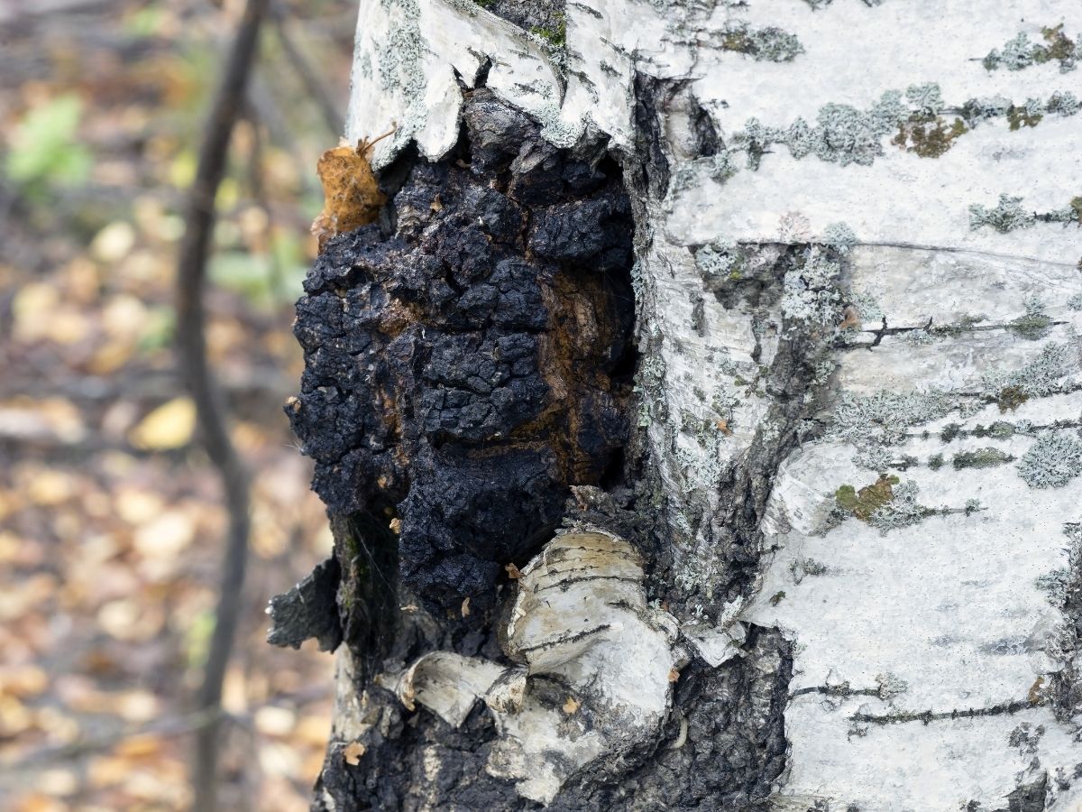 Chaga mushroom on a tree