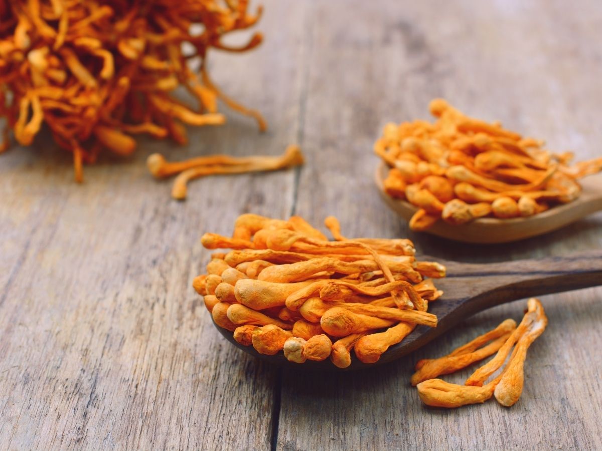 Cordyceps mushrooms on a table on a wooden spoon