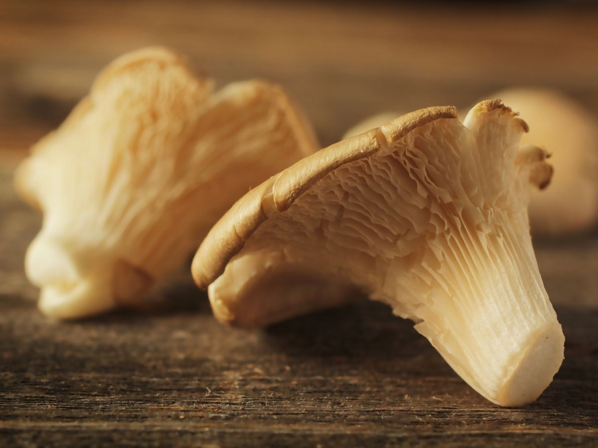 Oyster mushroom