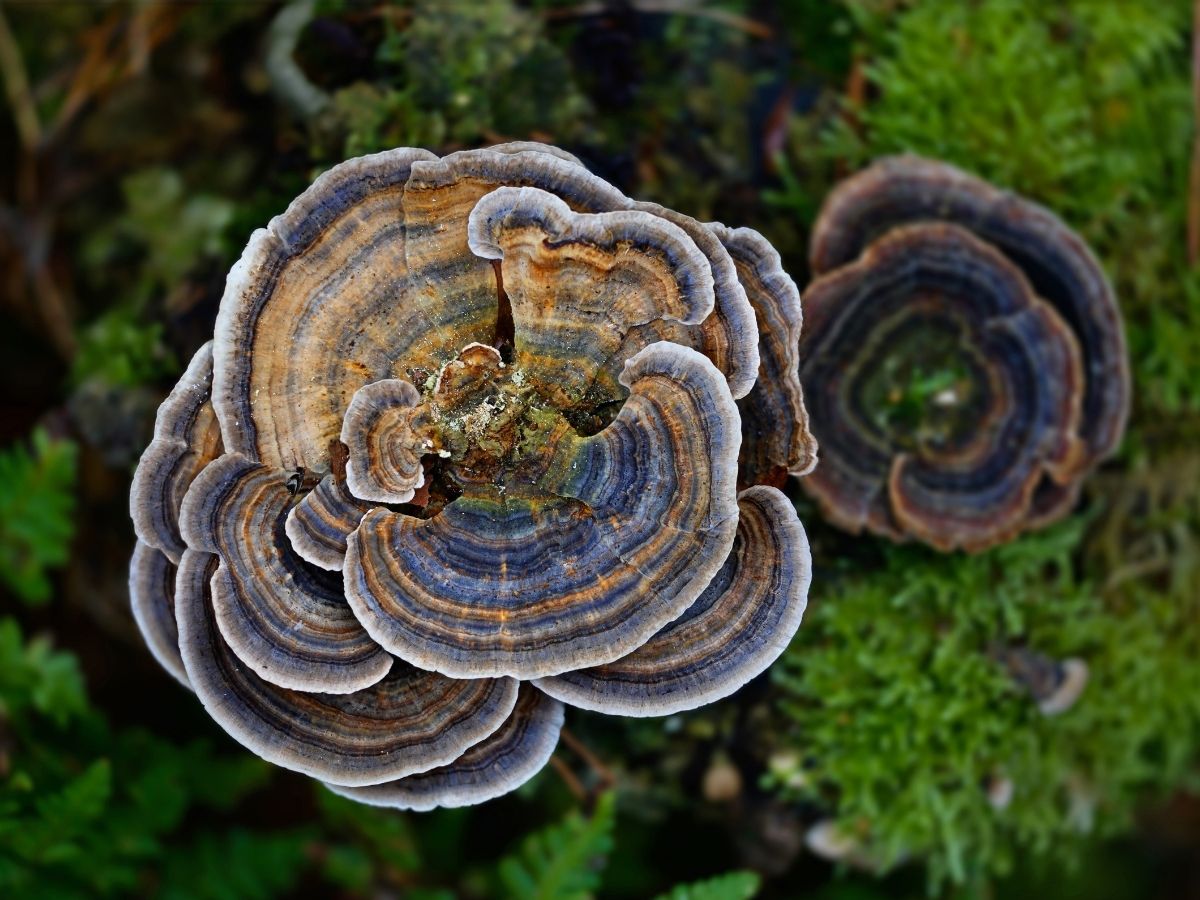 Turkey Tail mushrooms